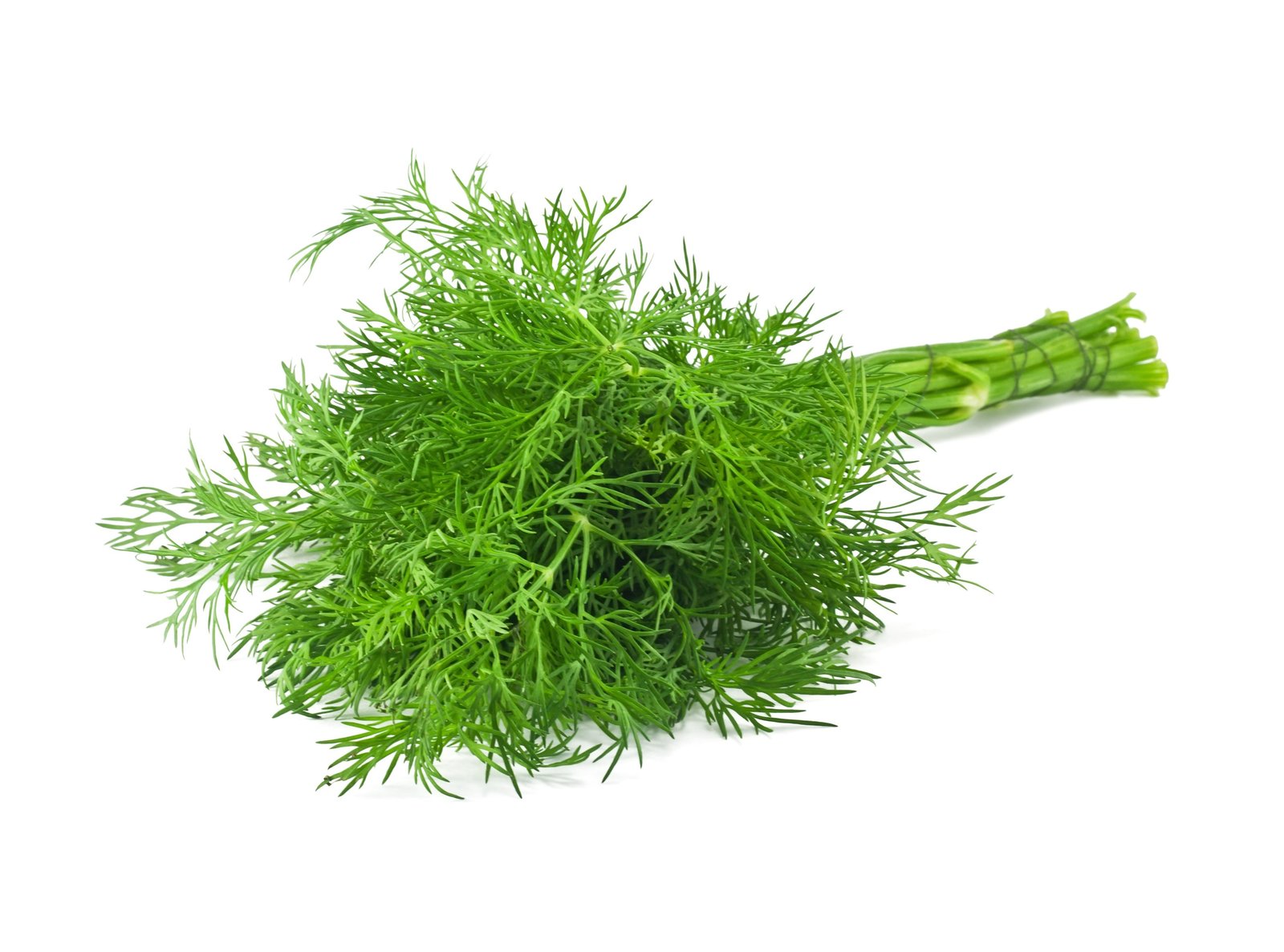 dill leaves