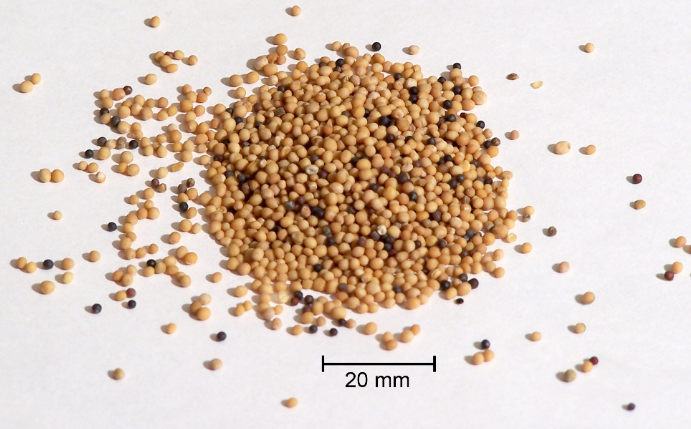 Mustard seed