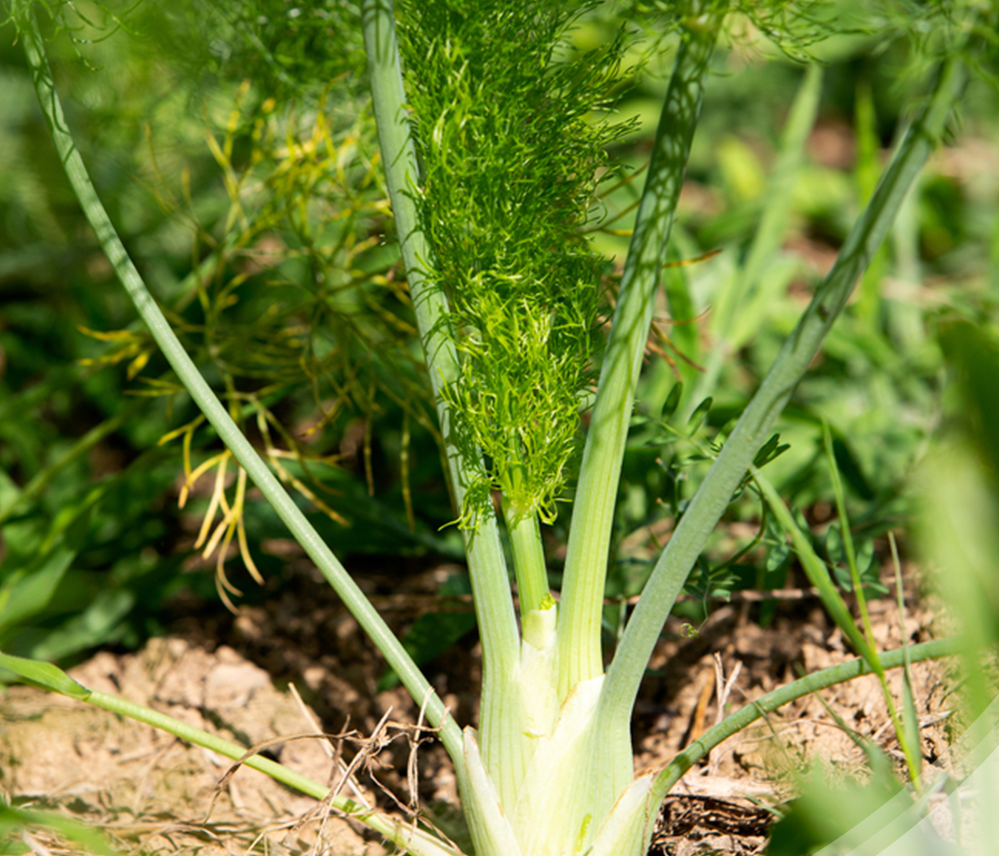Fennel Stalks