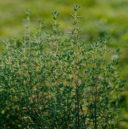 Thyme Stalks